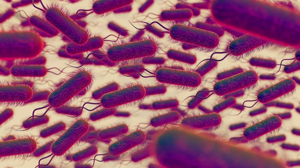 Salmonella Symptoms Are Easy to Dismiss — Until They're Not