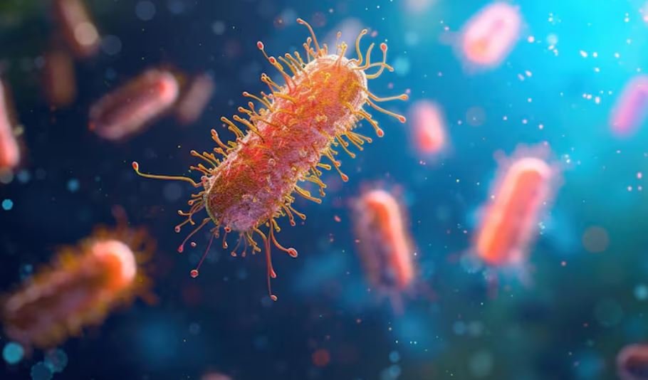 Salmonella typhi