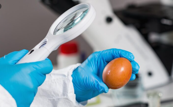 Belgium's Record Salmonella Outbreak