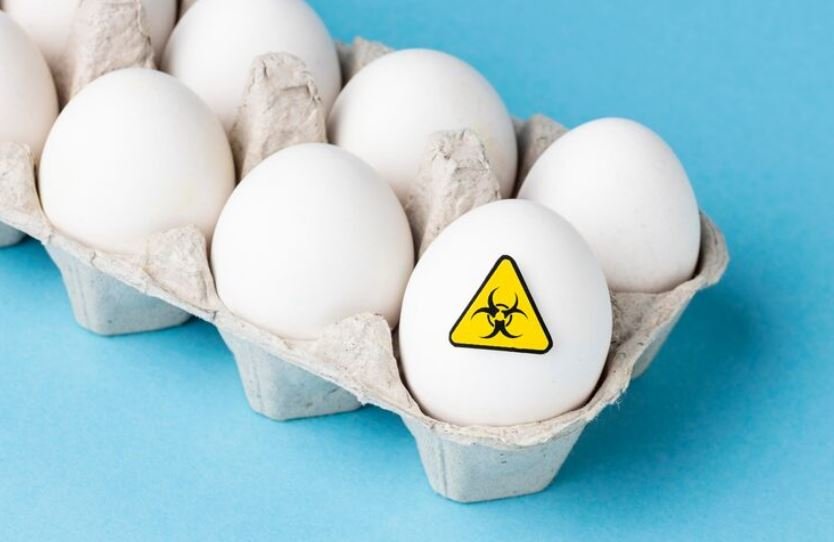Belgium salmonella outbreak recalled eggs